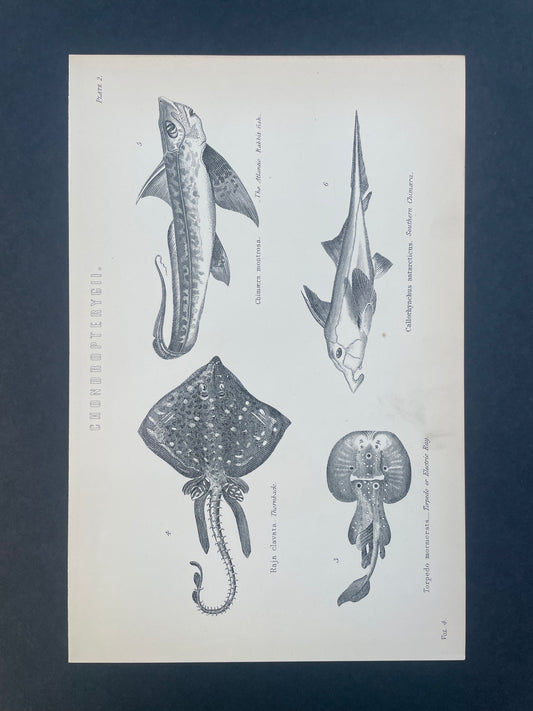 Antique Book Plate – 19th Century Fish Illustration  – Original Engraving
