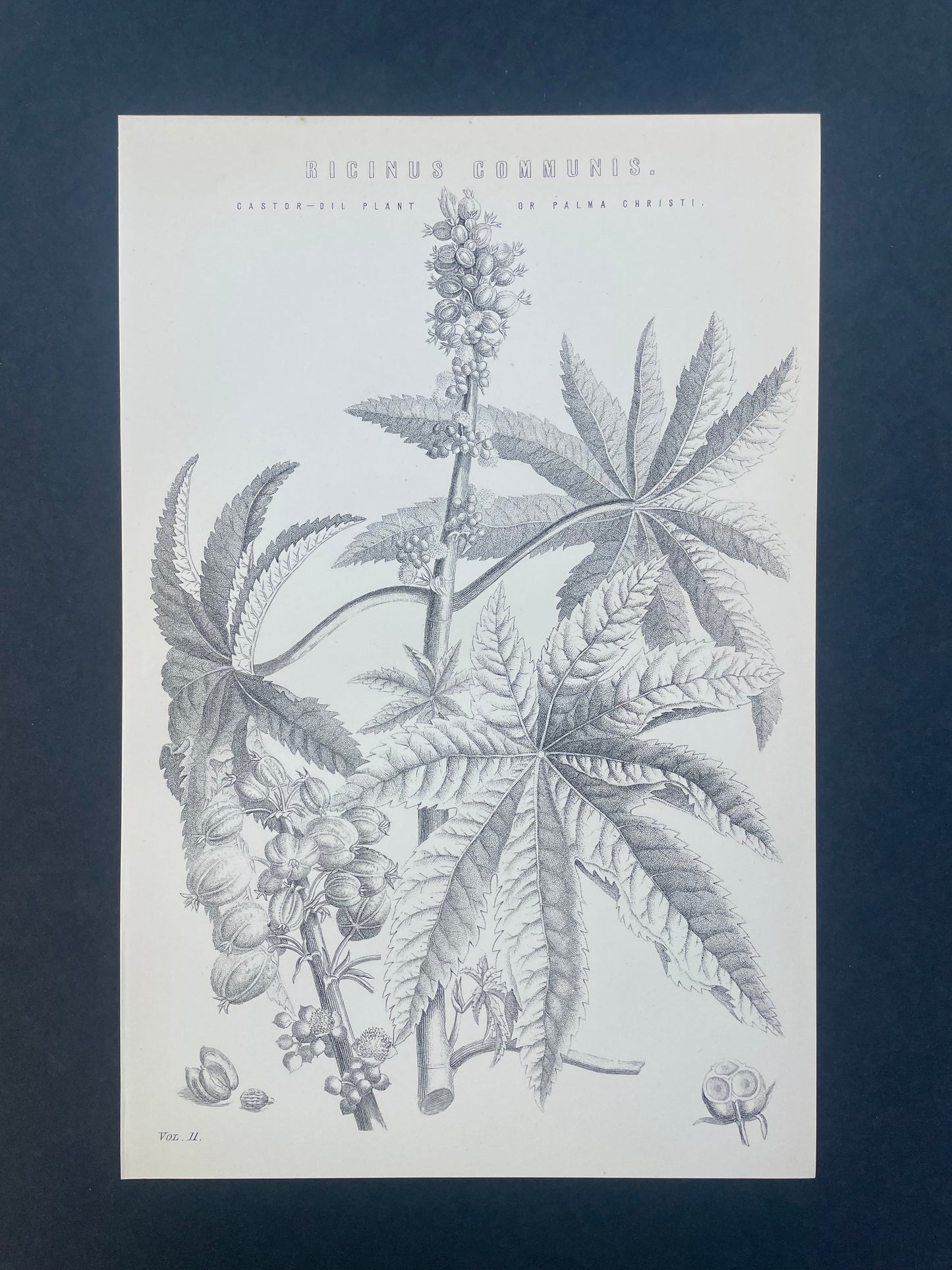 Antique Book Plate – 19th Century Castor Oil Plant Illustration  – Original Engraving