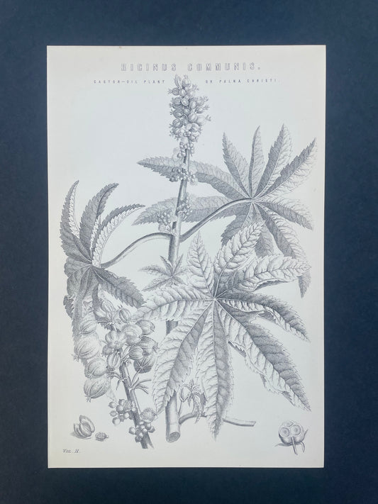 Antique Book Plate – 19th Century Castor Oil Plant Illustration  – Original Engraving