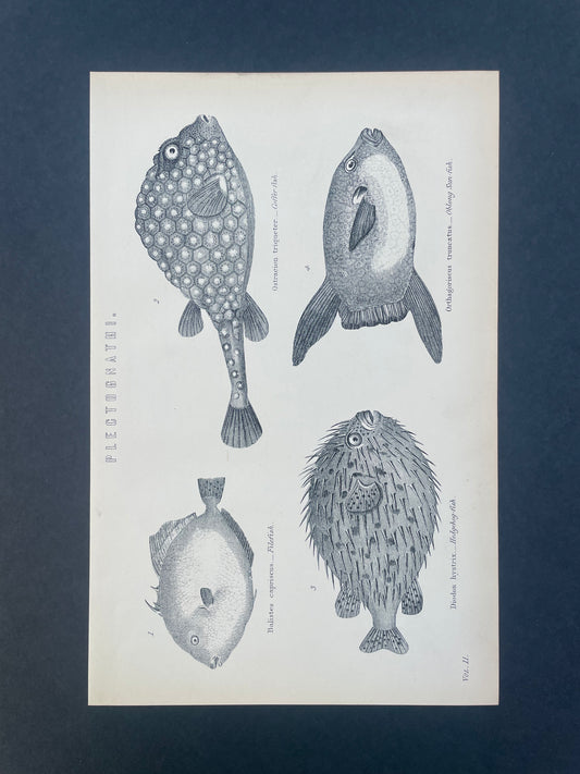 Antique Book Plate – 19th Century Fish Illustration  – Original Engraving