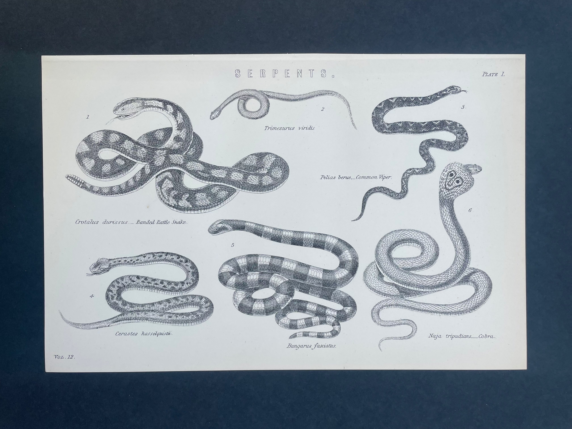 Illustration of various snake also known as serpent species on a white background