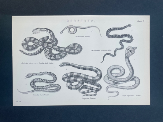 Illustration of various snake also known as serpent species on a white background