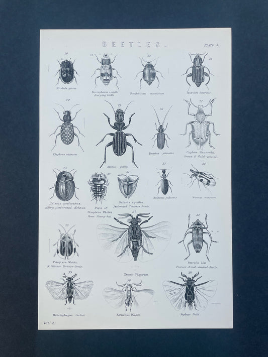 Antique Book Plate – 19th Century Beetles Illustration  – Original Engraving