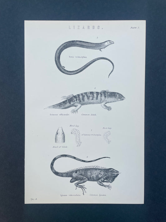 Antique Book Plate – 19th Century Lizards Illustration  – Original Engraving