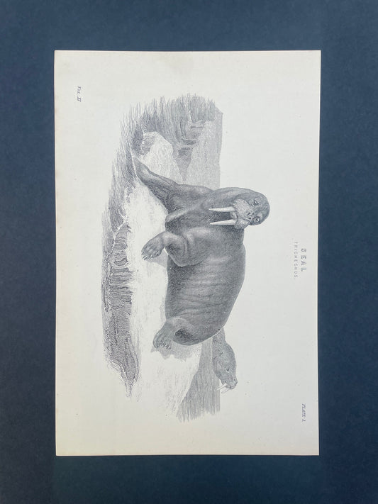 Antique Book Plate – 19th Century Walrus Illustration  – Original Engraving
