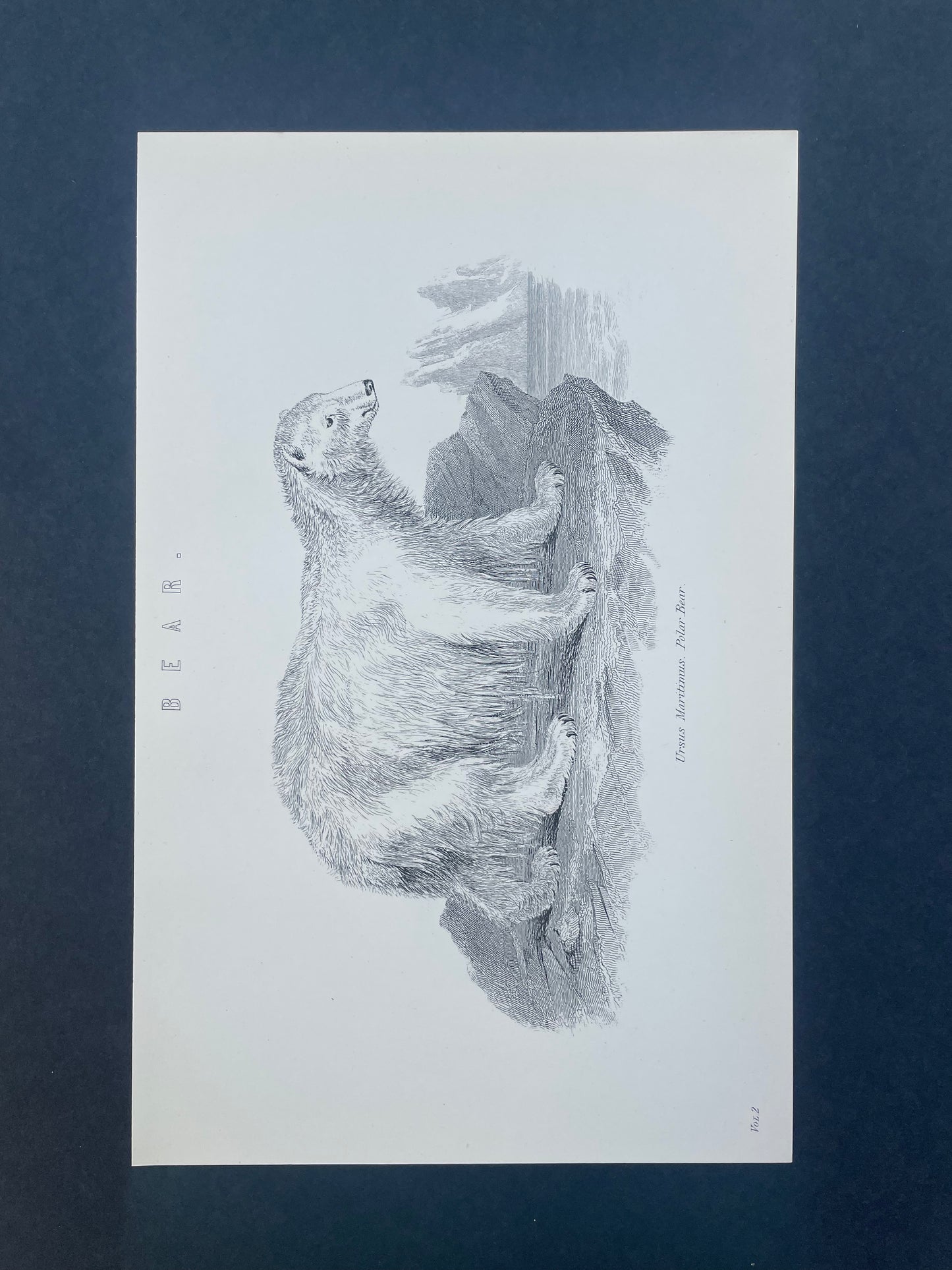 Antique Book Plate – 19th Century Polar Bear Illustration  – Original Engraving