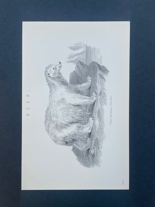 Antique Book Plate – 19th Century Polar Bear Illustration  – Original Engraving
