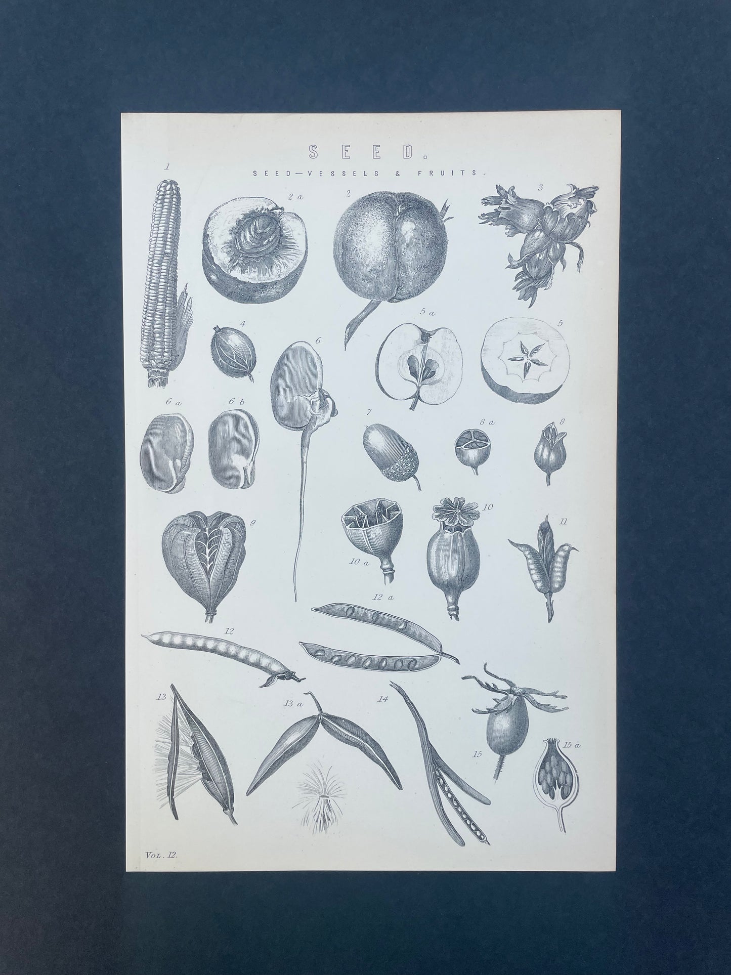 Antique Book Plate – 19th Century Seed Illustration  – Original Engraving