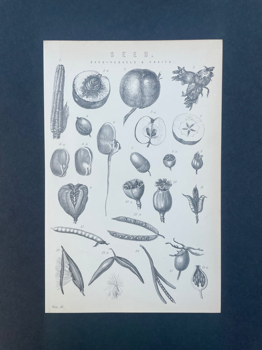 Antique Book Plate – 19th Century Seed Illustration  – Original Engraving