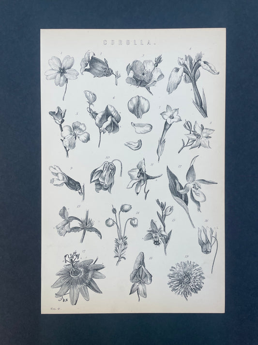 Antique Book Plate – 19th Century Flower Corolla Illustration  – Original Engraving