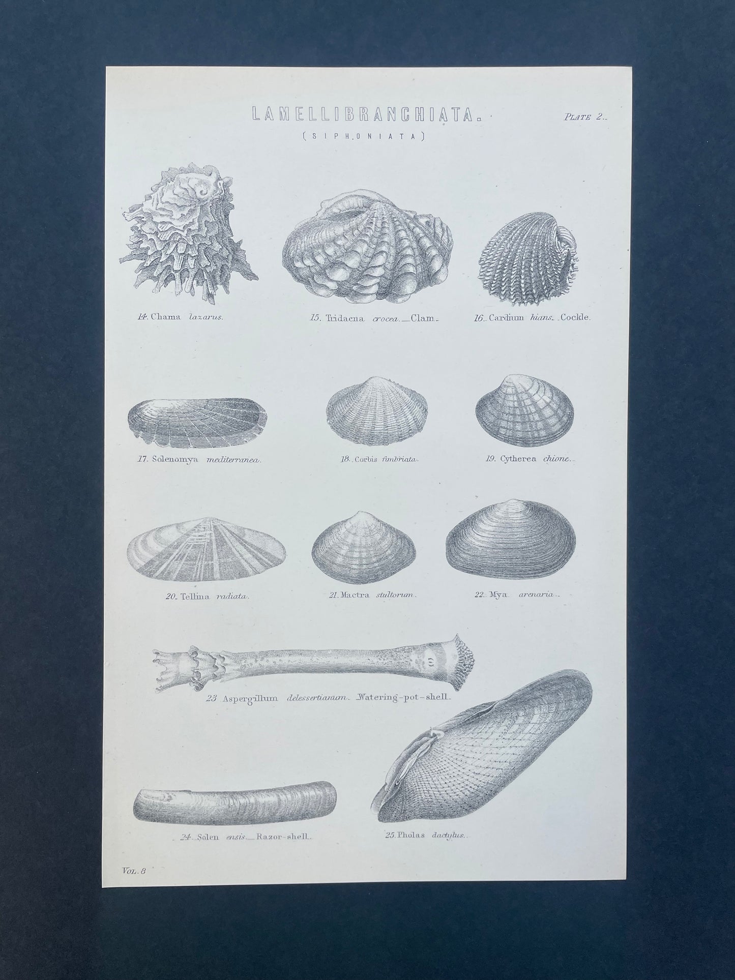 Antique Book Plate – 19th Century Marine Shell Illustration 3  – Original Engraving