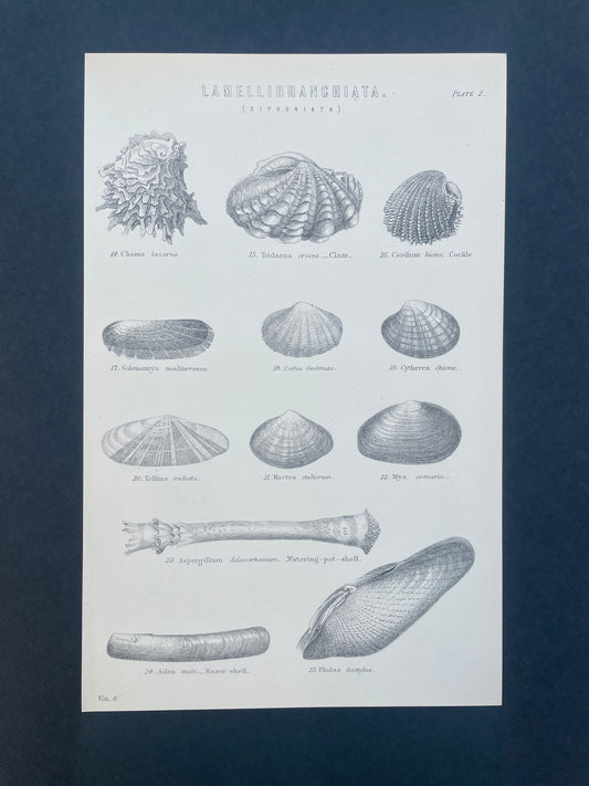 Antique Book Plate – 19th Century Marine Shell Illustration 3  – Original Engraving
