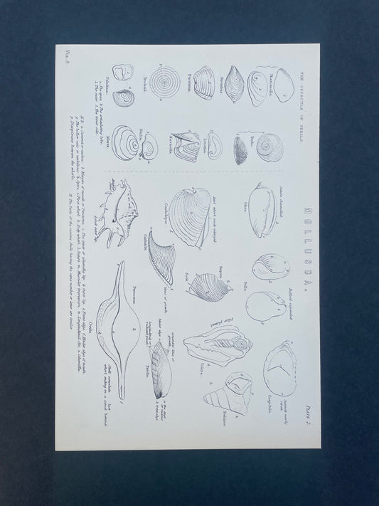 Antique Book Plate – 19th Century Molluscs Illustration  – Original Engraving