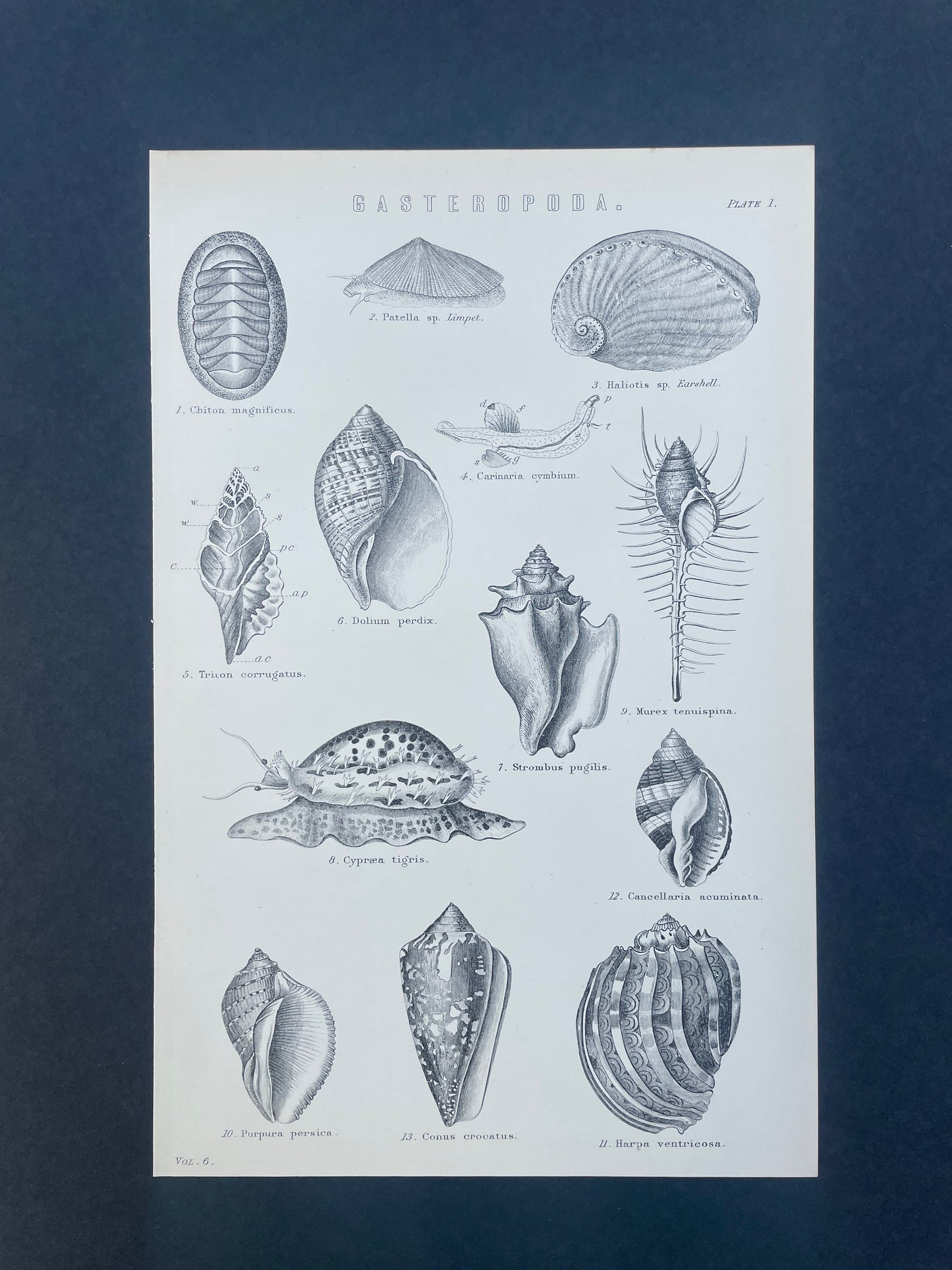 Antique Book Plate – 19th Century Gastropod Marine Snail Illustration  – Original Engraving