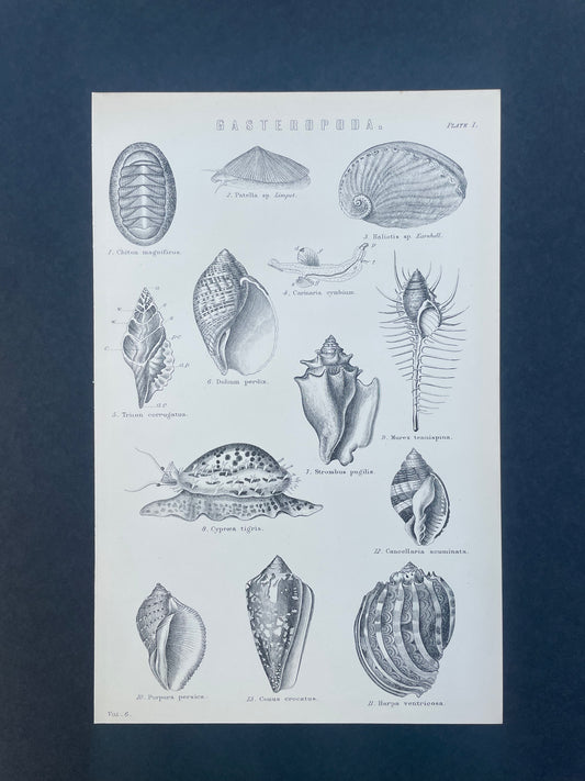 Antique Book Plate – 19th Century Gastropod Marine Snail Illustration  – Original Engraving