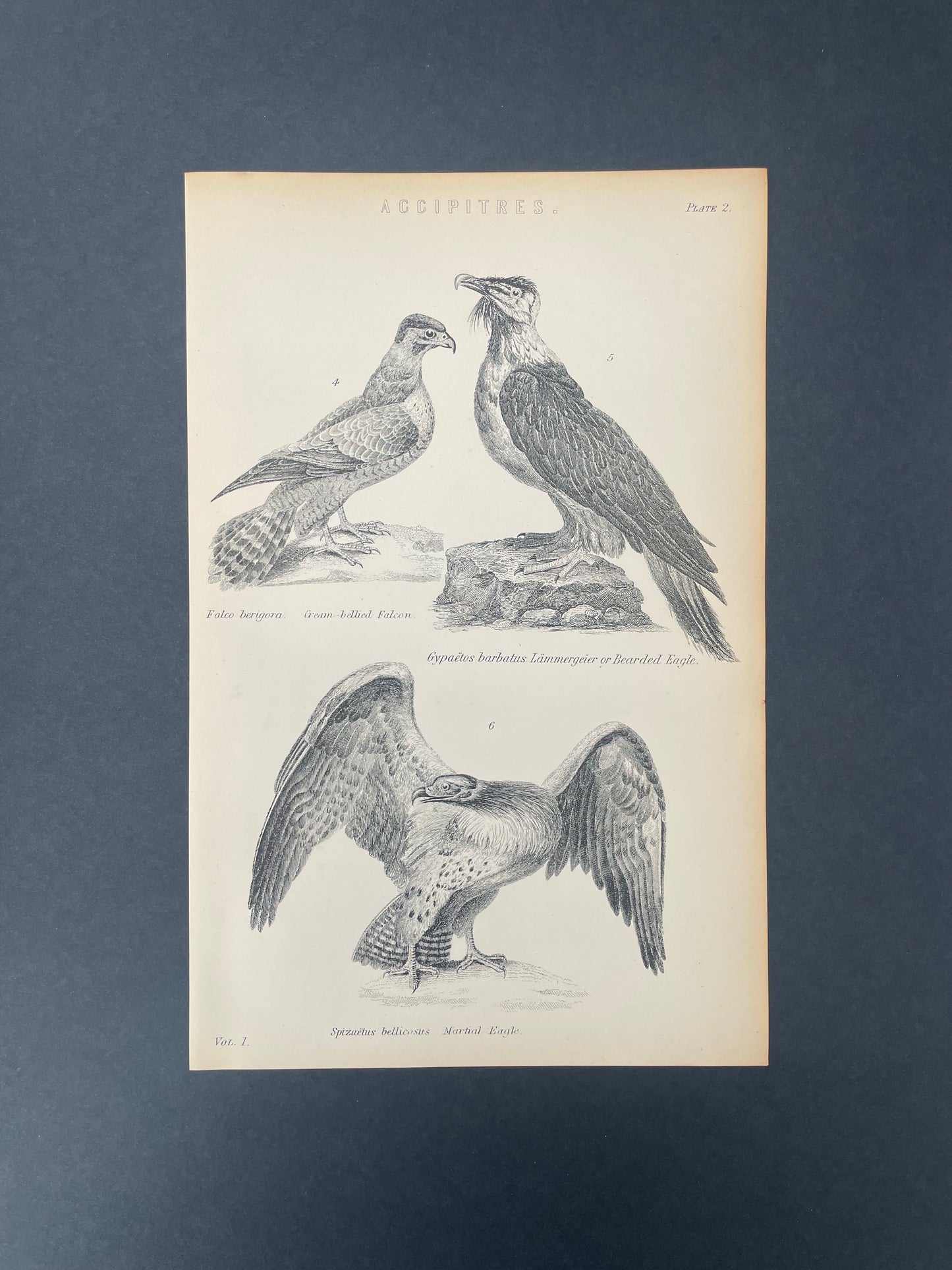 Antique Book Plate – 19th Century Cream-bellied Falcon, Bearded Eagle and Martial Eagle / Accipitres Illustration Plate.2 – Original Engraving
