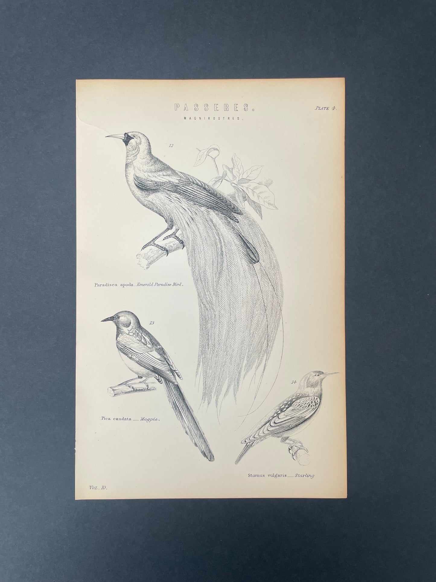 Antique Book Plate – 19th Century Magpie, Starling & Emerald Paradise Bird / Passeres Illustration Plate.4 – Original Engraving