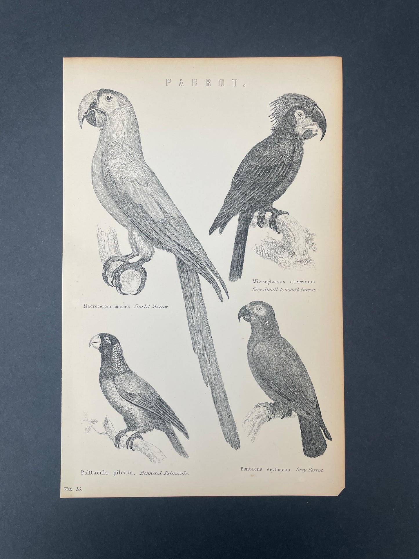 Antique Book Plate – 19th Century Parrot Illustration – Original Engraving