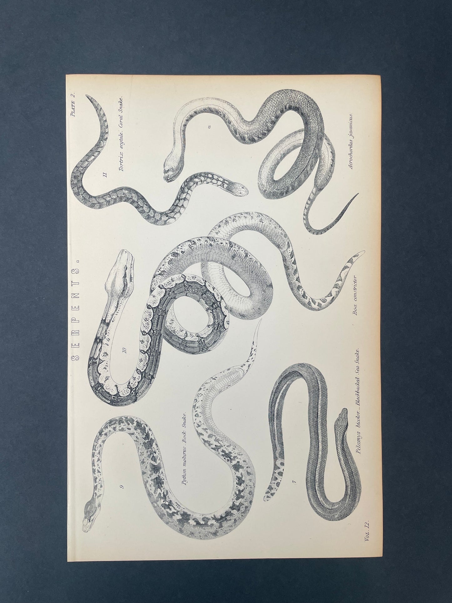Antique Book Plate – 19th Century Serpents Illustration Plate. 2 – Original Engraving