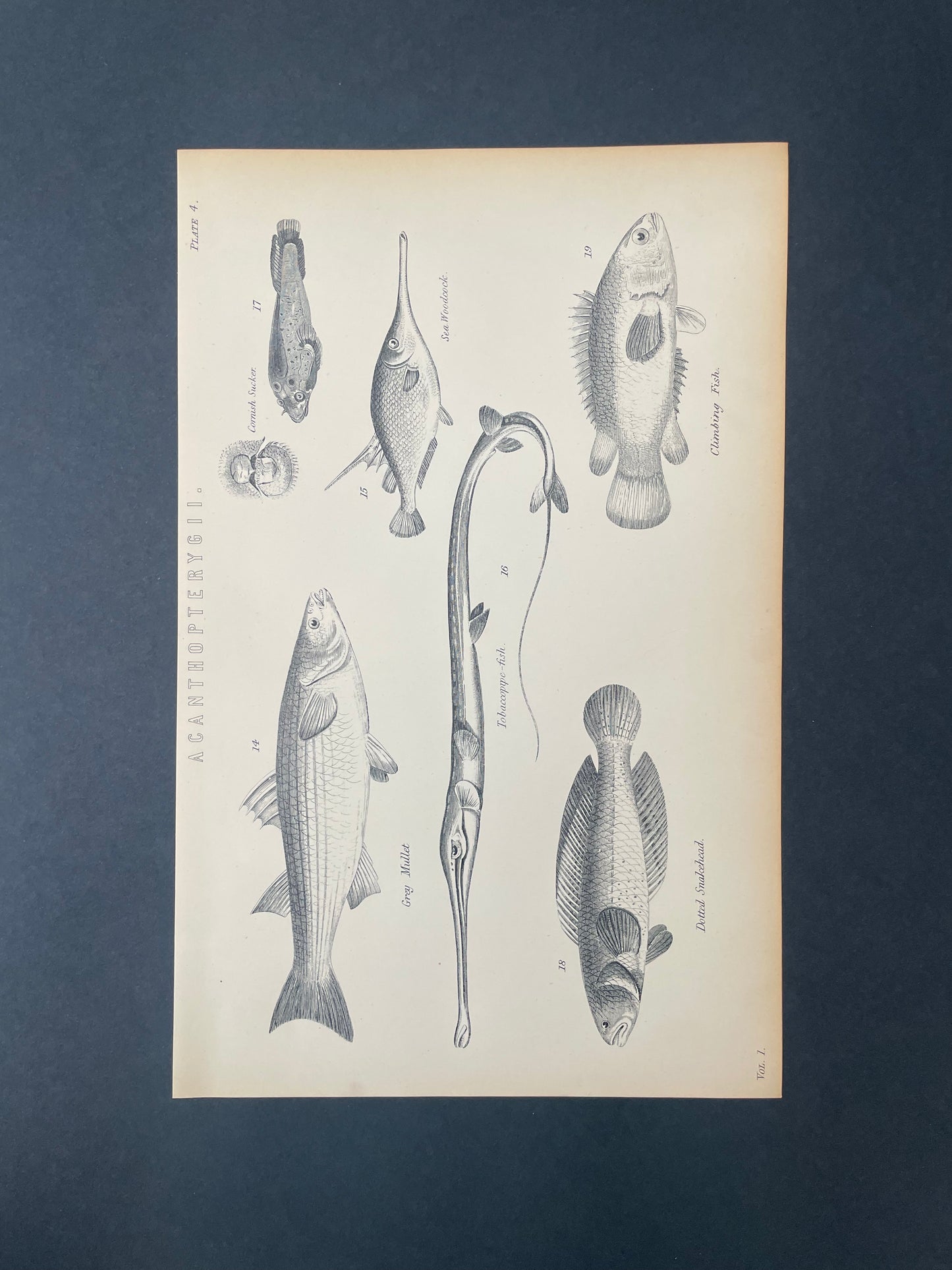 Antique Book Plate – 19th Century Tobaccopipe, Climbing, Snakehead fish and more / Acanthopterygii Illustration – Original Engraving