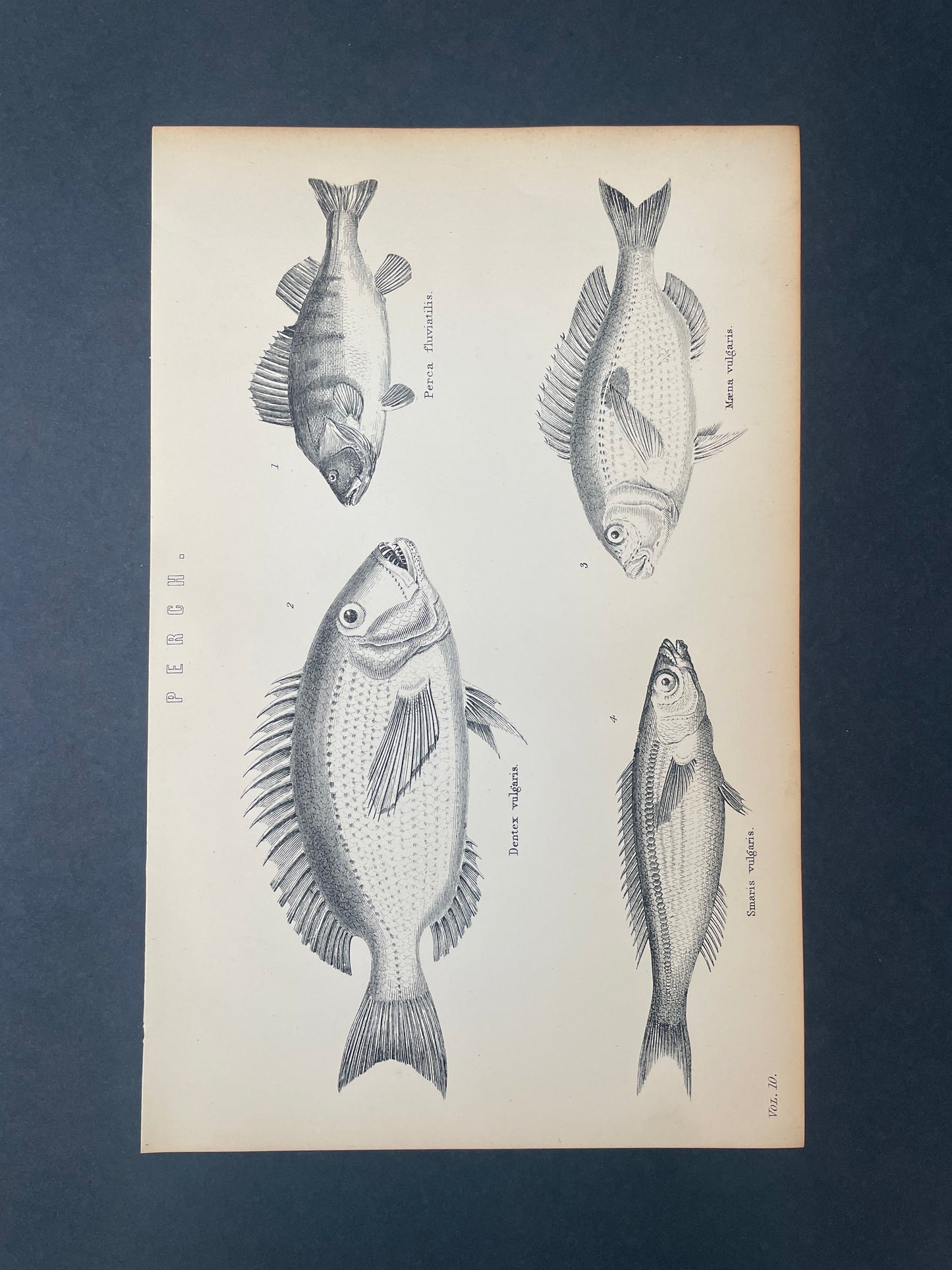 Antique Book Plate – 19th Century Perch Fish Illustration – Original Engraving