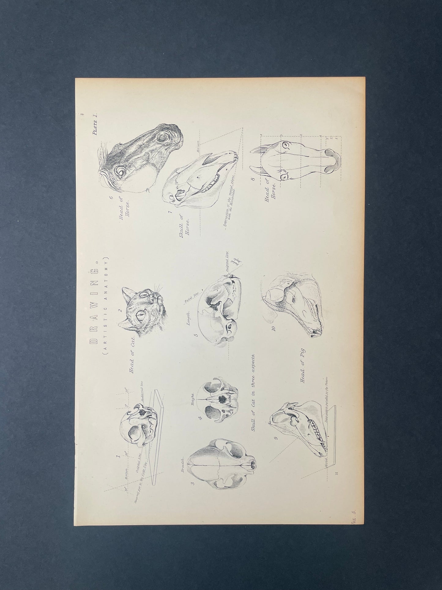 Antique Book Plate – 19th Century Artistic Cat, Pig and Horse Anatomy Illustration – Original Engraving