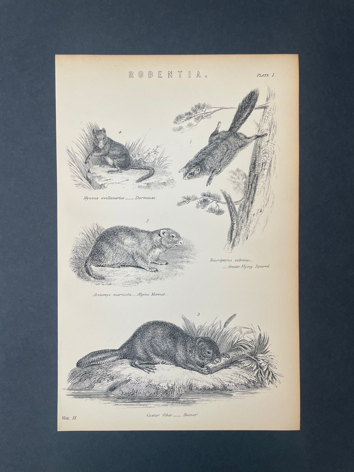 Antique Book Plate – 19th Century Rodent / Rodentia Illustration No.3 – Original Engraving
