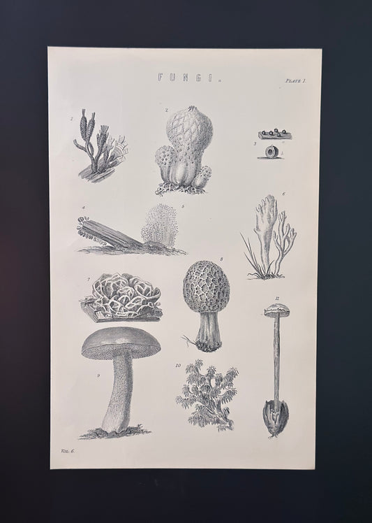 Antique Book Plate – 19th Century Fungi Illustration – Original Engraving.