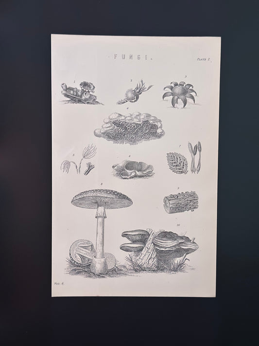 Antique Book Plate – 19th Century Fungi Illustration – Original Engraving.
