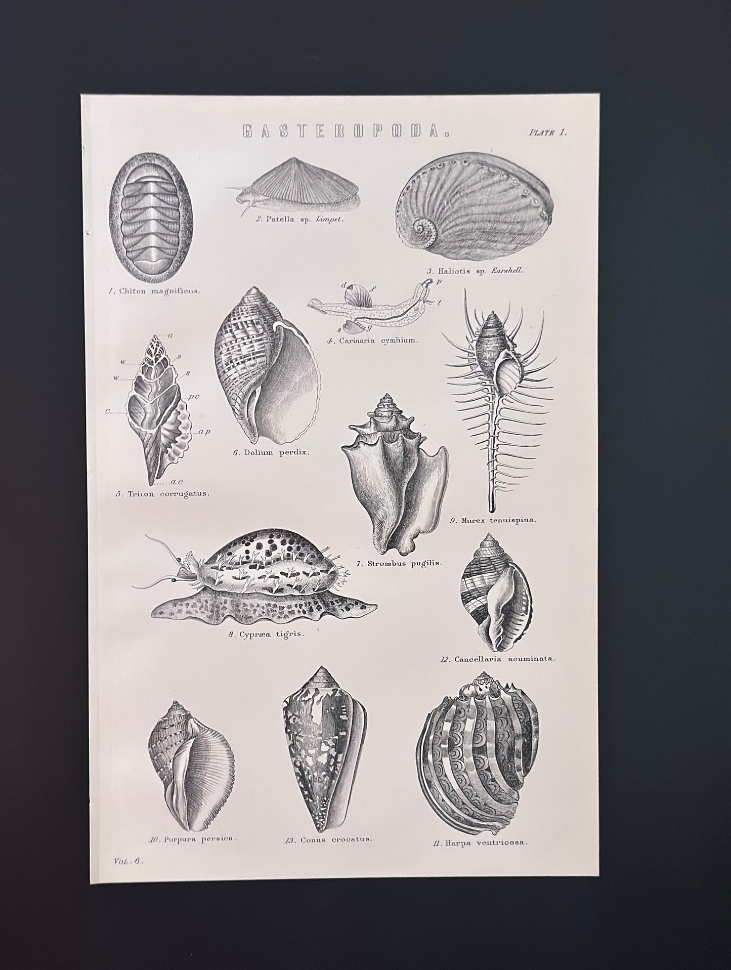 Antique Book Plate – 19th Century Marine Shell Illustration – Original Engraving