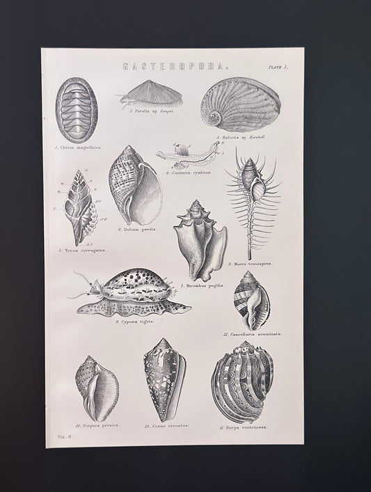 Antique Book Plate – 19th Century Marine Shell Illustration – Original Engraving