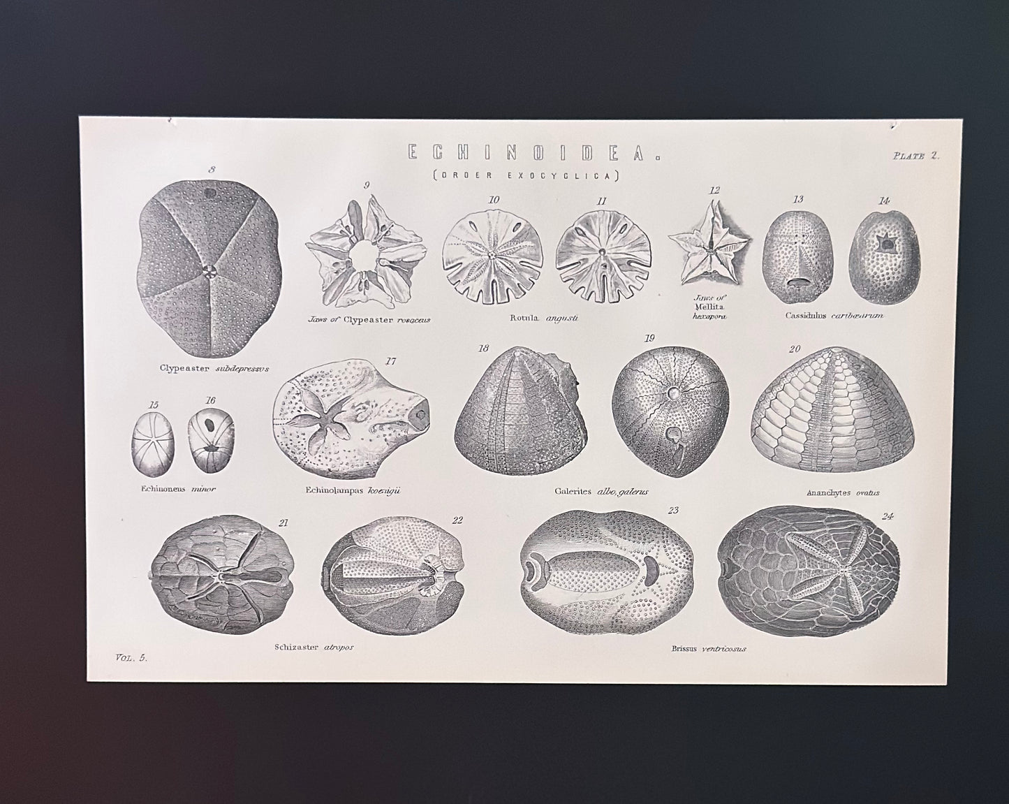 Antique Book Plate – 19th Century Marine Shell Illustration 2 – Original Engraving