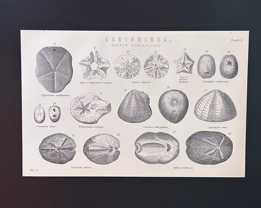 Antique Book Plate – 19th Century Marine Shell Illustration 2 – Original Engraving