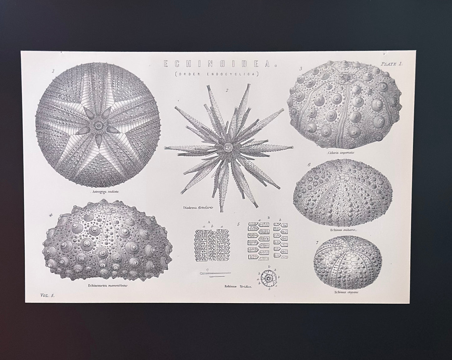 Antique Book Plate – 19th Century Marine Shell Illustration 1 – Original Engraving