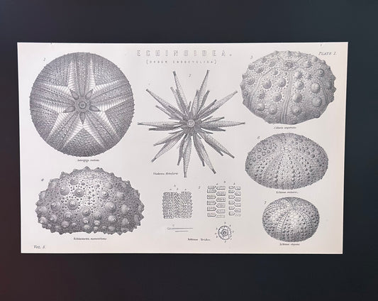Antique Book Plate – 19th Century Marine Shell Illustration 1 – Original Engraving
