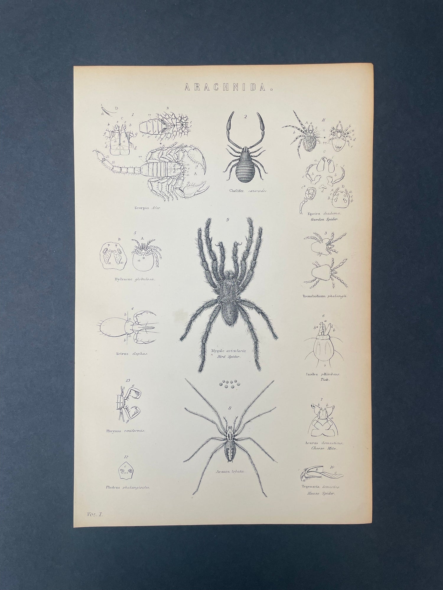 Book Plates - Insects & Creatures