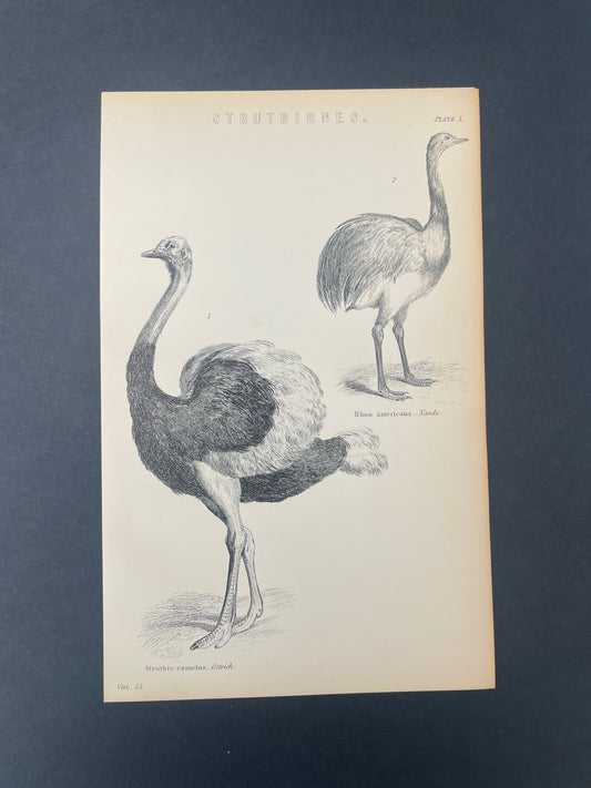 Antique Book Plate – 19th Century Ostrich & Rhea / Struthiones Illustration Plate.1  – Original Engraving