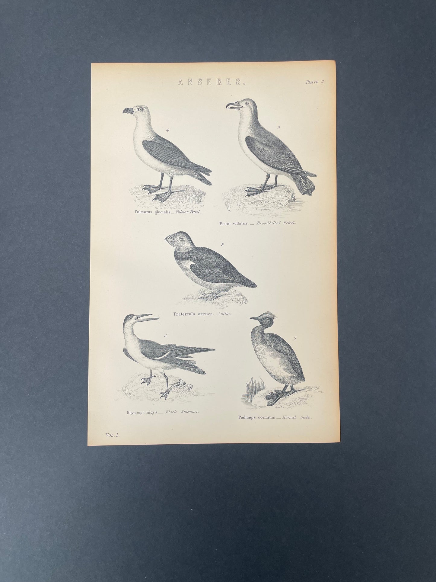 Antique Book Plate – 19th Century Puffin, Petrel, Skimmer & Grebe / Anseres Illustration Plate.2  – Original Engraving