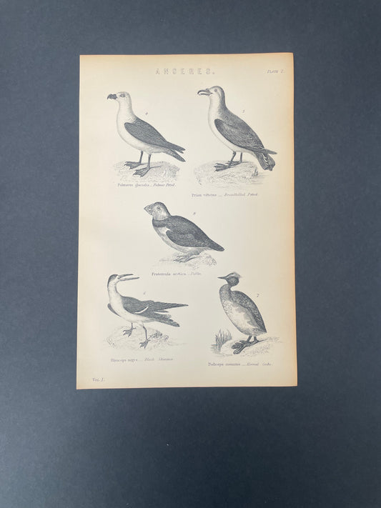 Antique Book Plate – 19th Century Puffin, Petrel, Skimmer & Grebe / Anseres Illustration Plate.2  – Original Engraving