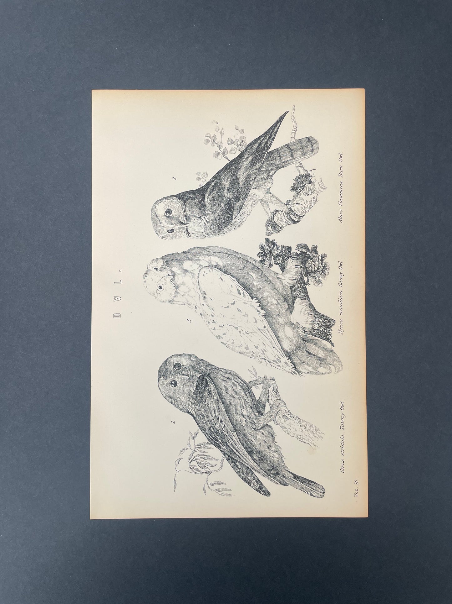 Antique Book Plate – 19th Century Owl Illustration – Original Engraving