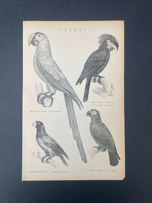 Antique Book Plate – 19th Century Parrot Illustration  – Original Engraving