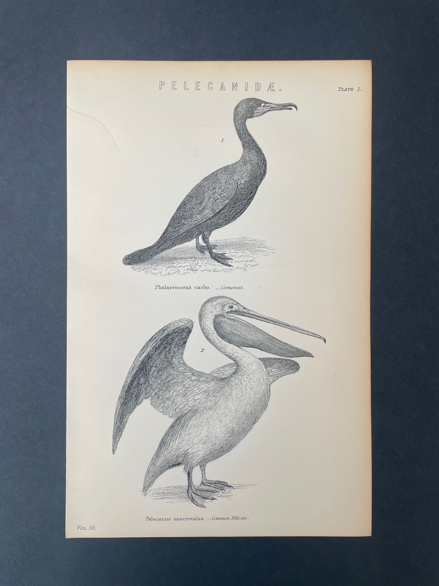 Antique Book Plate – 19th Century Cormorant and Common Pelican / Pelecanidae Illustration Plate.1  – Original Engraving