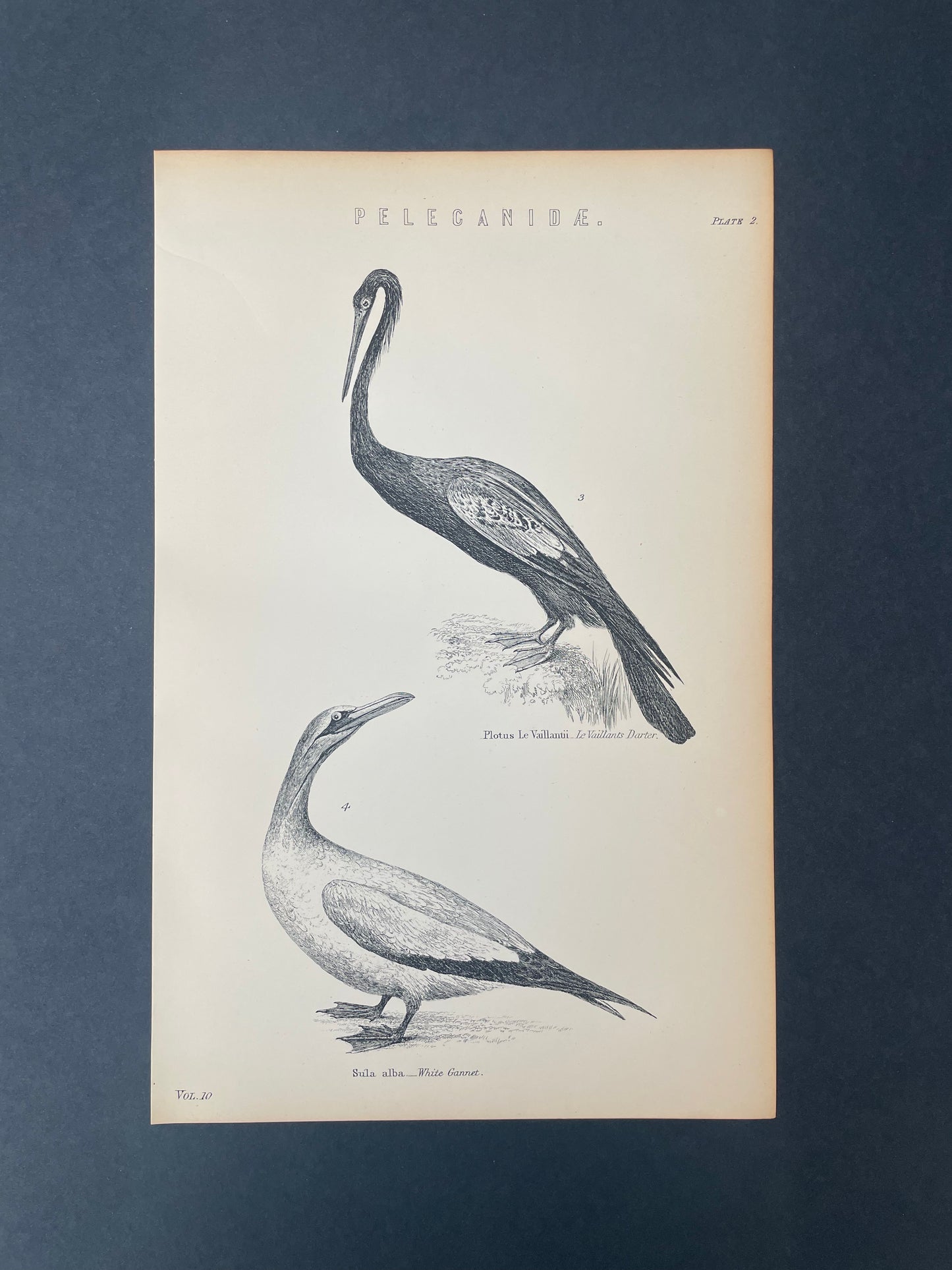 Antique Book Plate – 19th Century White Garnet and Le Valliants Darter / Pelecanidae Illustration Plate.2   – Original Engraving