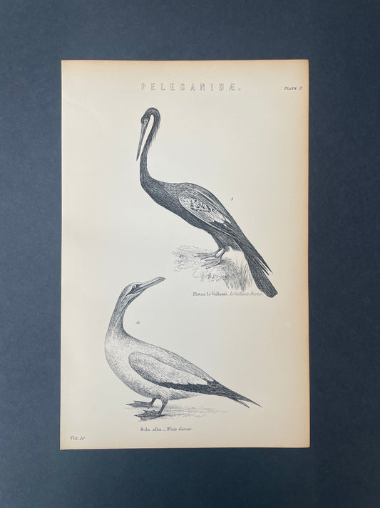Antique Book Plate – 19th Century White Garnet and Le Valliants Darter / Pelecanidae Illustration Plate.2   – Original Engraving