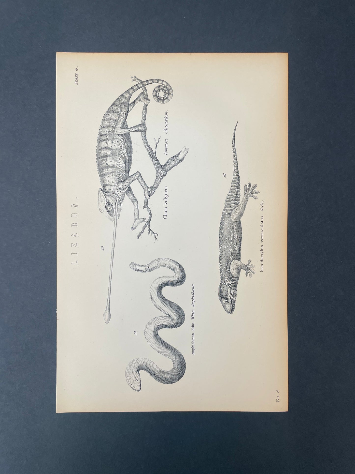 Antique Book Plate – 19th Century Lizards Illustration Plate.4 – Original Engraving