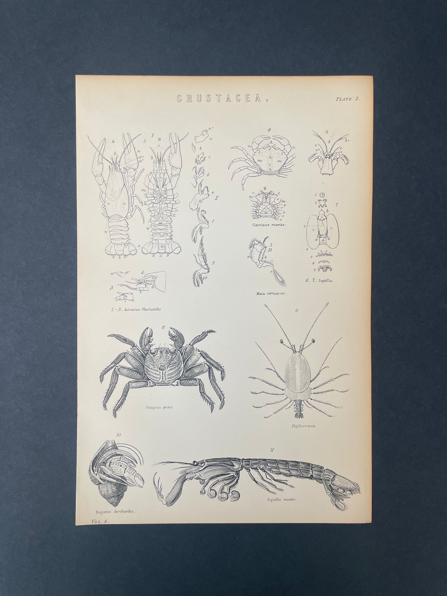 Antique Book Plate – 19th Century Crab, Mantis and Lobster / Crustacean Illustration Plate.2  – Original Engraving