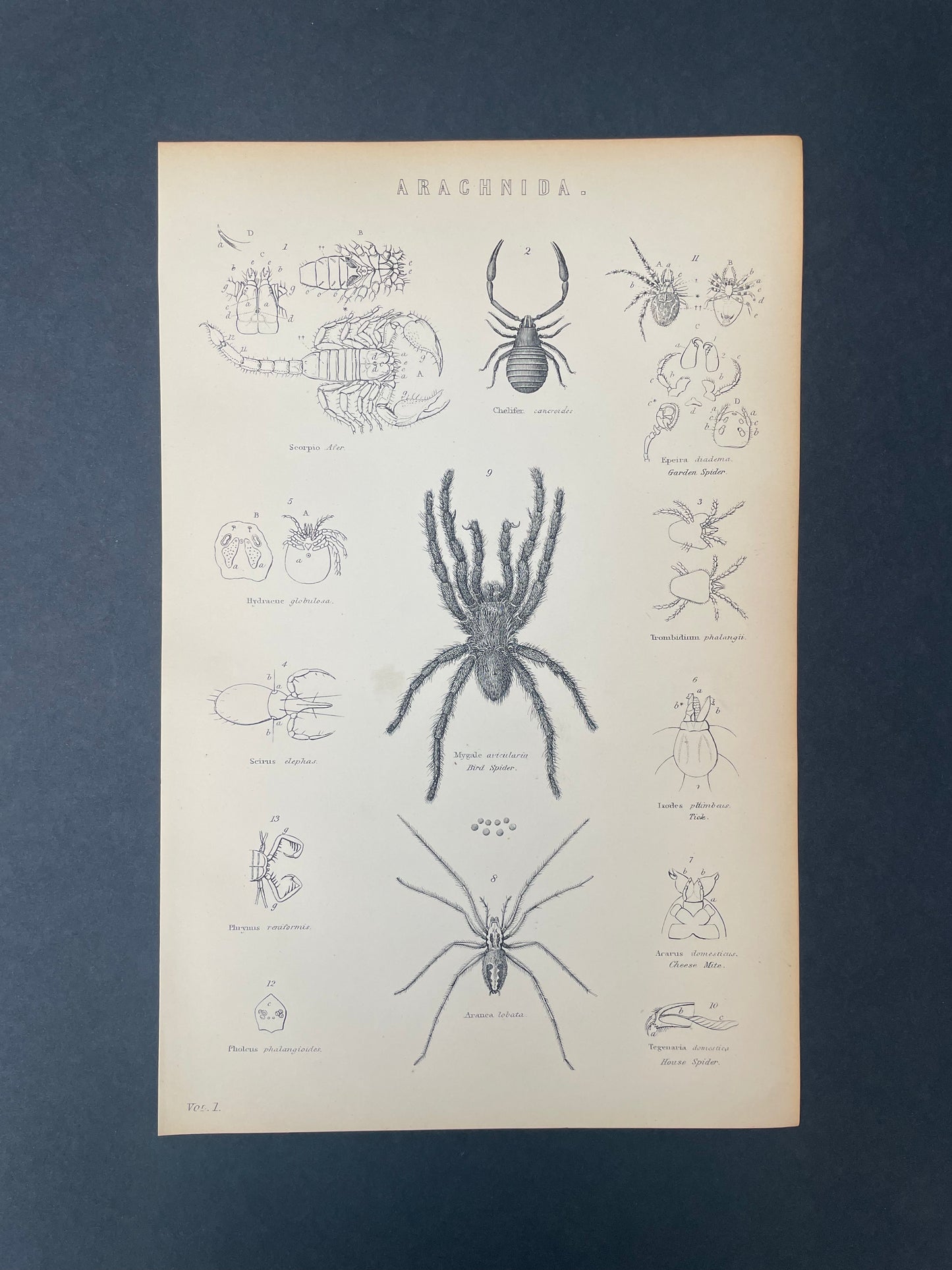 Antique Book Plate – 19th Century Spider and Scorpion / Arachnida Illustration  – Original Engraving