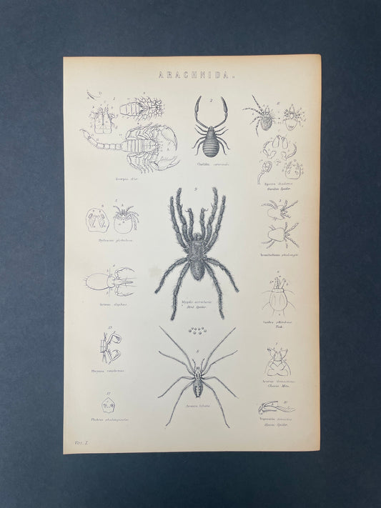 Antique Book Plate – 19th Century Spider and Scorpion / Arachnida Illustration  – Original Engraving