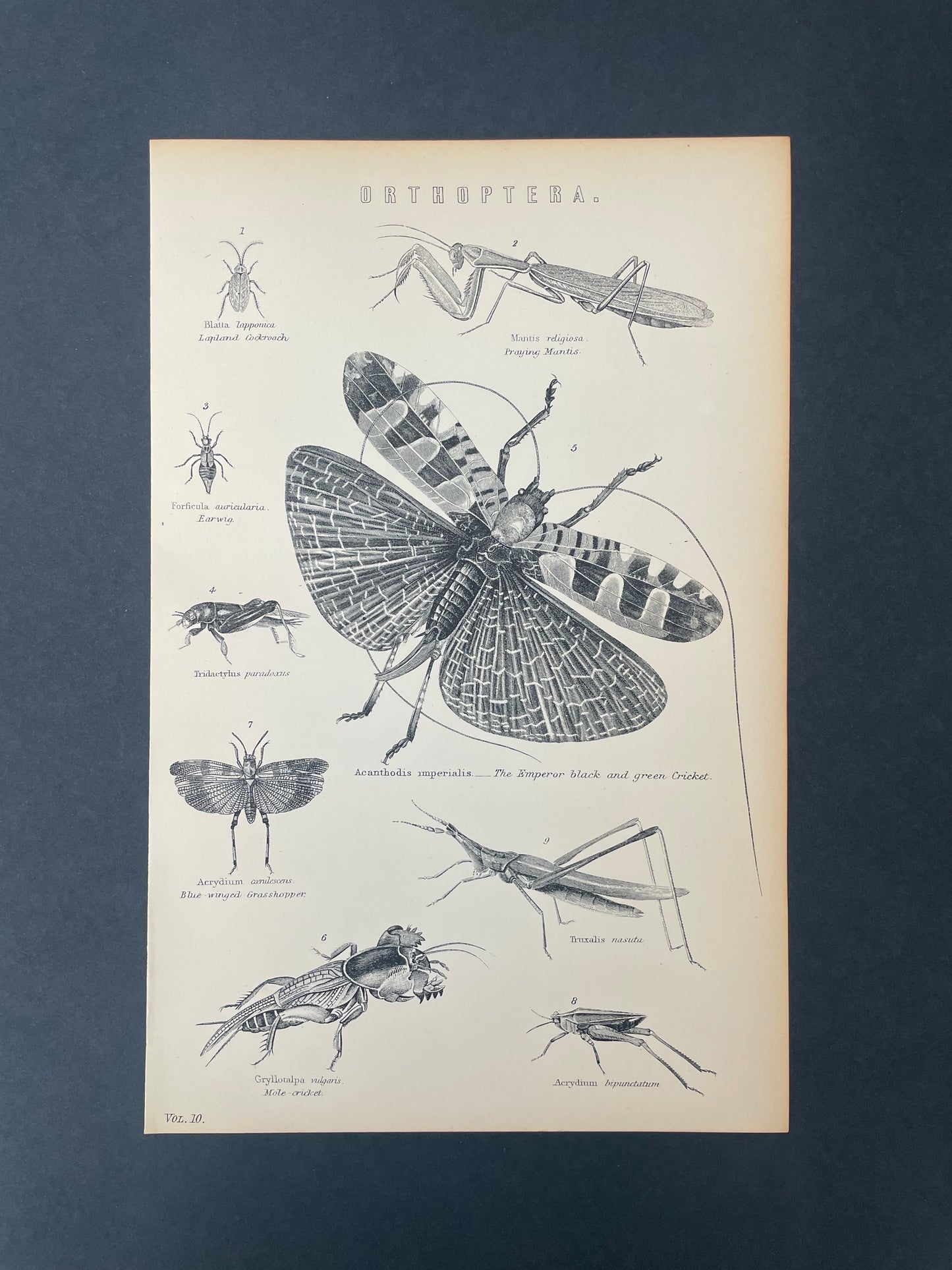 Antique Book Plate – 19th Century Praying Mantis, Cricket, Cockroach and more / Orthoptera Illustration  – Original Engraving
