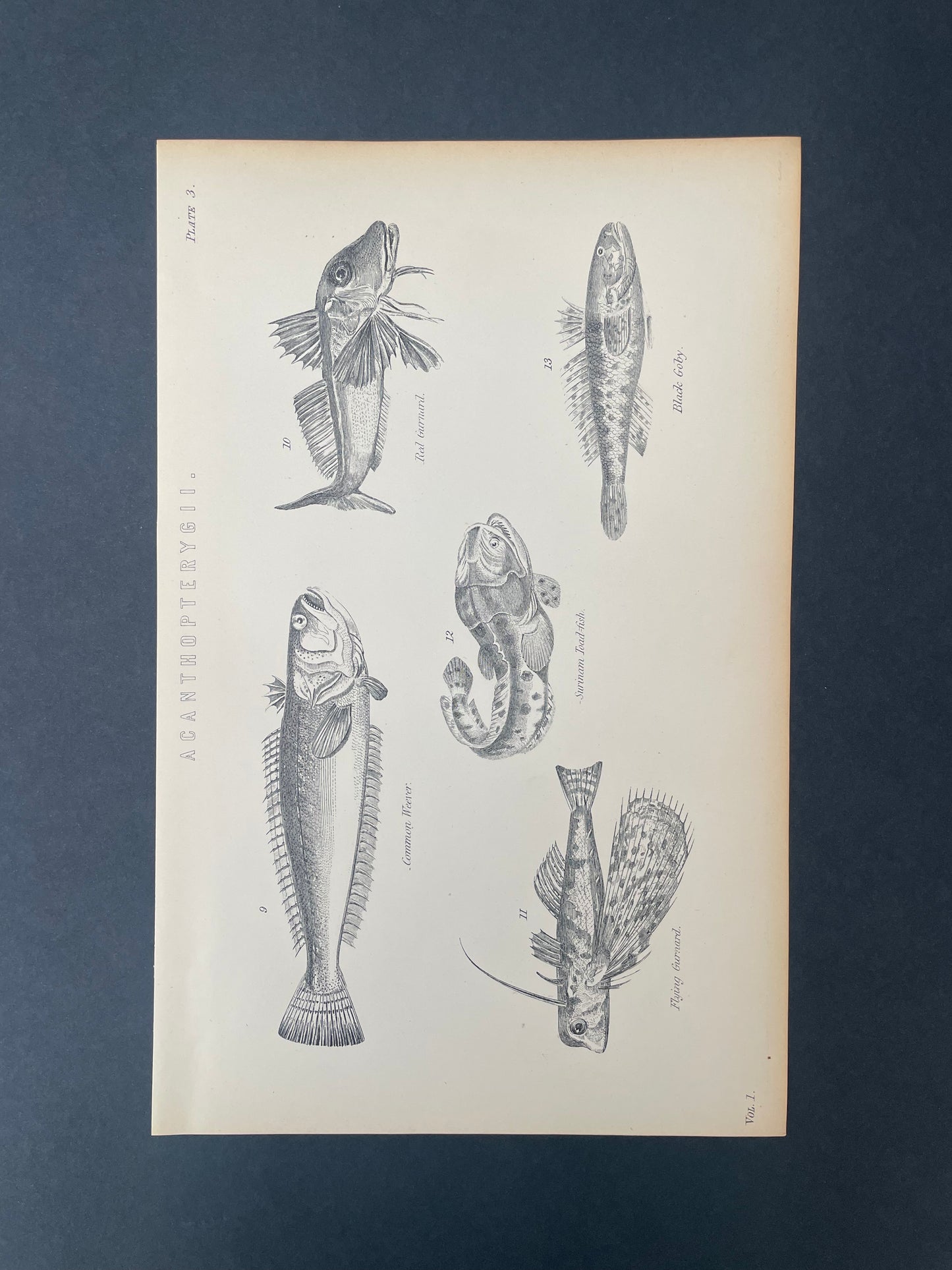 Antique Book Plate – 19th Century Weever, Toadfish, Goby fish and more / Acanthopterygii Illustration  – Original Engraving